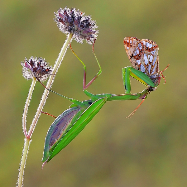418 - BIDSPRINKHAAN MET PARELMOER - VAN MENSEL DRE - belgium.jpg